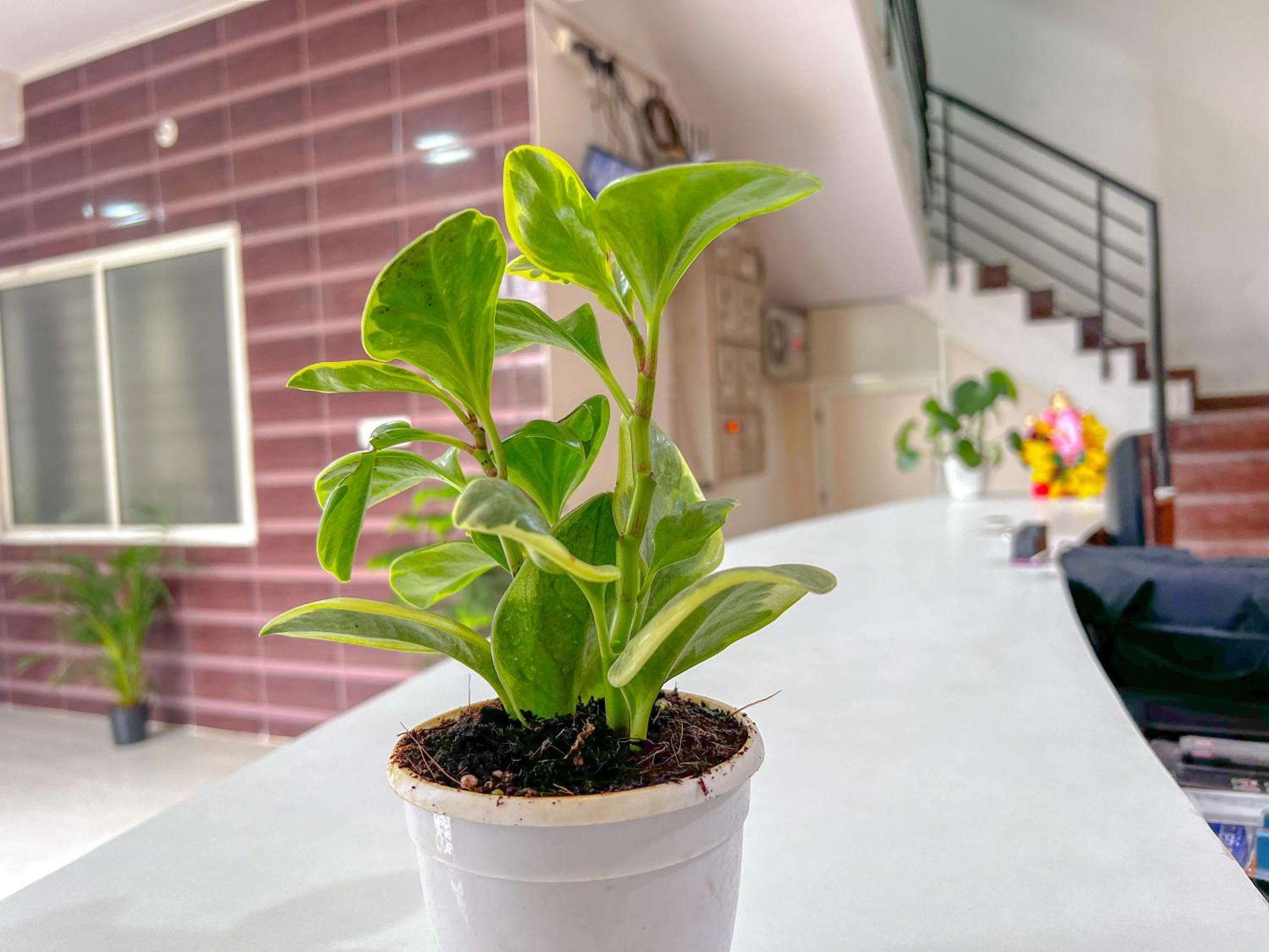 Hotel Elite By Agira Hotels-Free Airport Pickup Or Drop Yelahanka Exterior photo